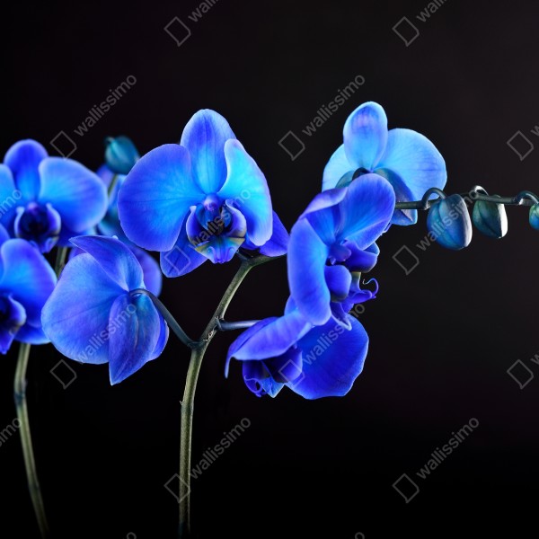 Tischaufkleber und Schreibtischaufkleber leuchtende blaue orchidee vor schwarzem hintergrund – Wallnifity® Tischaufkleber und Schreibtischaufkleber leuchtende blaue orchidee vor schwarzem hintergrund – Wallnifity®