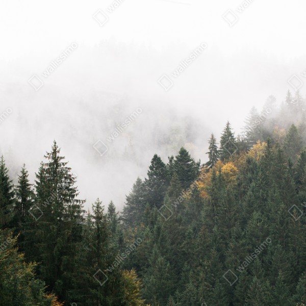 Tischaufkleber und Schreibtischaufkleber nebliger bergwald im dunst – Wallnifity® Tischaufkleber und Schreibtischaufkleber nebliger bergwald im dunst – Wallnifity®