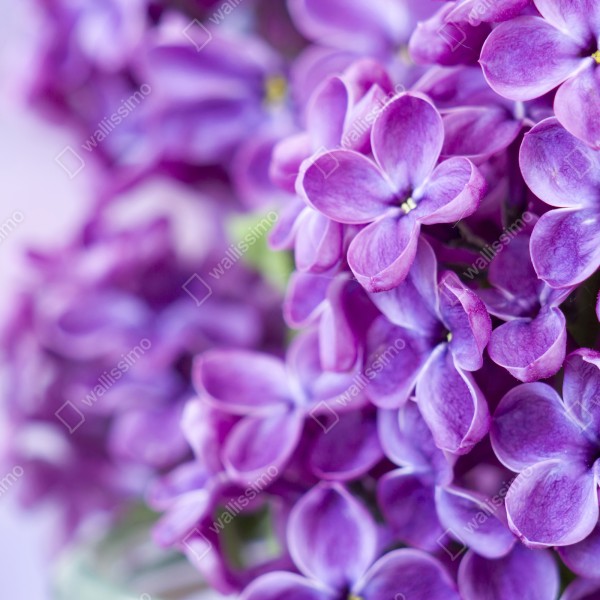 Tischaufkleber und Schreibtischaufkleber lila fliederblüten nahaufnahme – Wallnifity® Tischaufkleber und Schreibtischaufkleber lila fliederblüten nahaufnahme – Wallnifity®
