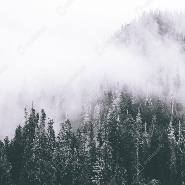 Tischaufkleber und Schreibtischaufkleber nebliger immergrüner wald – Wallnifity® Tischaufkleber und Schreibtischaufkleber nebliger immergrüner wald – Wallnifity®