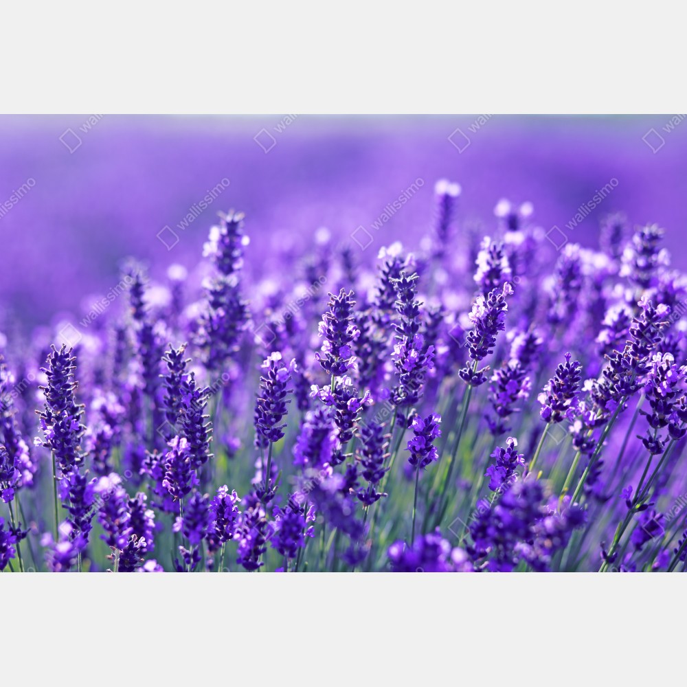Tischaufkleber und Schreibtischaufkleber lavendelfeld nahaufnahme – Wallnifity® Tischaufkleber und Schreibtischaufkleber lavendelfeld nahaufnahme – Wallnifity®