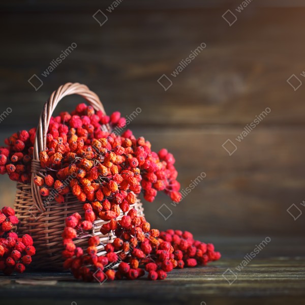 Tischaufkleber und Schreibtischaufkleber herbstliche vogelbeeren im weidenkorb – Wallnifity® Tischaufkleber und Schreibtischaufkleber herbstliche vogelbeeren im weidenkorb – Wallnifity®