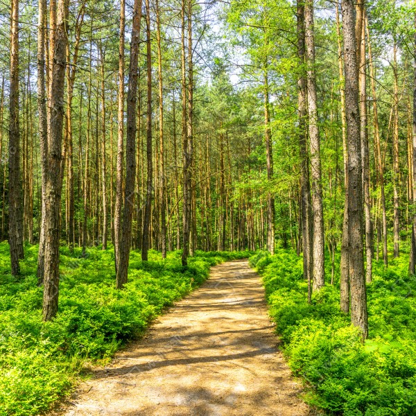 Tischaufkleber und Schreibtischaufkleber sonniger waldweg zwischen kiefern – Wallnifity® Tischaufkleber und Schreibtischaufkleber sonniger waldweg zwischen kiefern – Wallnifity®