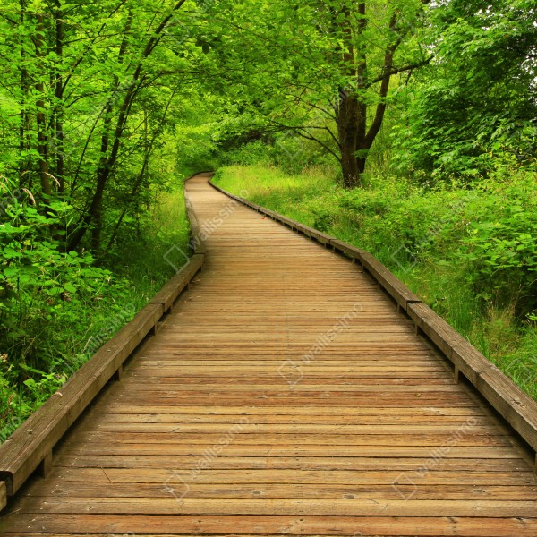 Tischaufkleber und Schreibtischaufkleber ruhiger holzsteg im wald – Wallnifity® Tischaufkleber und Schreibtischaufkleber ruhiger holzsteg im wald – Wallnifity®