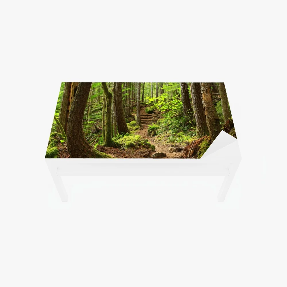 Tischaufkleber und Schreibtischaufkleber moosiger waldpfad – Wallnifity® Tischaufkleber und Schreibtischaufkleber moosiger waldpfad – Wallnifity®
