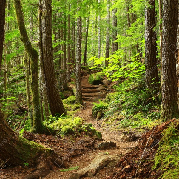 Tischaufkleber und Schreibtischaufkleber moosiger waldpfad – Wallnifity® Tischaufkleber und Schreibtischaufkleber moosiger waldpfad – Wallnifity®