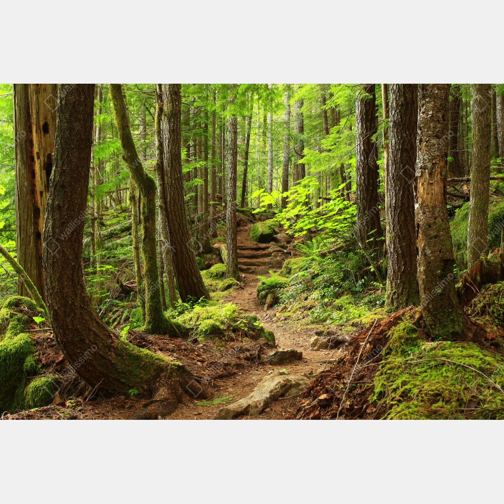 Tischaufkleber und Schreibtischaufkleber moosiger waldpfad – Wallnifity® Tischaufkleber und Schreibtischaufkleber moosiger waldpfad – Wallnifity®