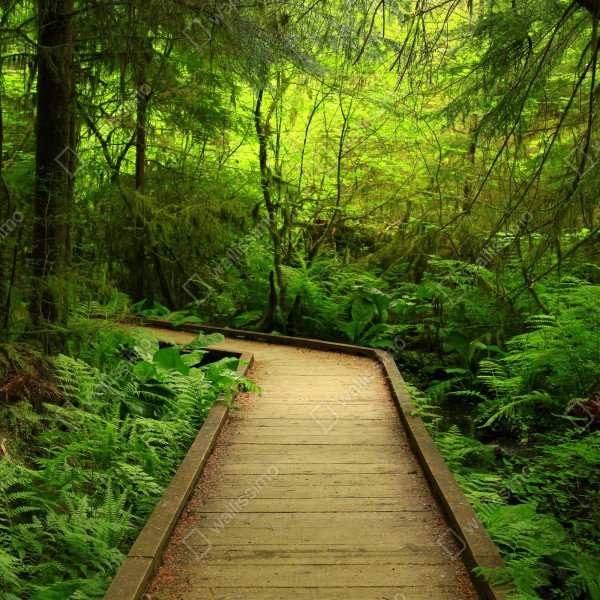 Tischaufkleber und Schreibtischaufkleber ruhiger grüner waldsteg – Wallnifity® Tischaufkleber und Schreibtischaufkleber ruhiger grüner waldsteg – Wallnifity®