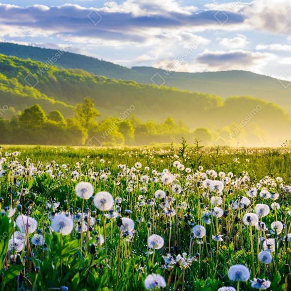 Tischaufkleber und Schreibtischaufkleber neblige löwenzahnwiese im sonnenaufgang – Wallnifity® Tischaufkleber und Schreibtischaufkleber neblige löwenzahnwiese im sonnenaufgang – Wallnifity®