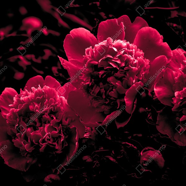 Tischaufkleber und Schreibtischaufkleber stimmungsvolle rosa pfingstrosen – Wallnifity® Tischaufkleber und Schreibtischaufkleber stimmungsvolle rosa pfingstrosen – Wallnifity®