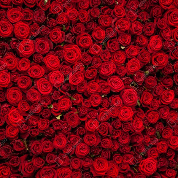 Tischaufkleber und Schreibtischaufkleber endlose wand aus roten rosen – Wallnifity® Tischaufkleber und Schreibtischaufkleber endlose wand aus roten rosen – Wallnifity®