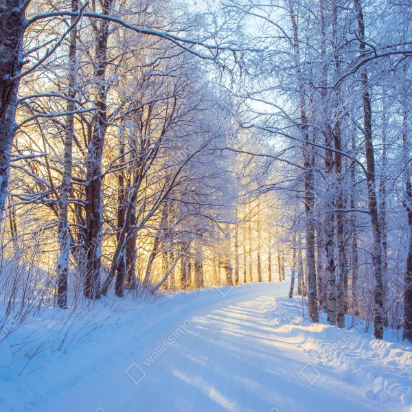 Tischaufkleber und Schreibtischaufkleber birkenwald im winter bei sonnenaufgang – Wallnifity® Tischaufkleber und Schreibtischaufkleber birkenwald im winter bei sonnenaufgang – Wallnifity®