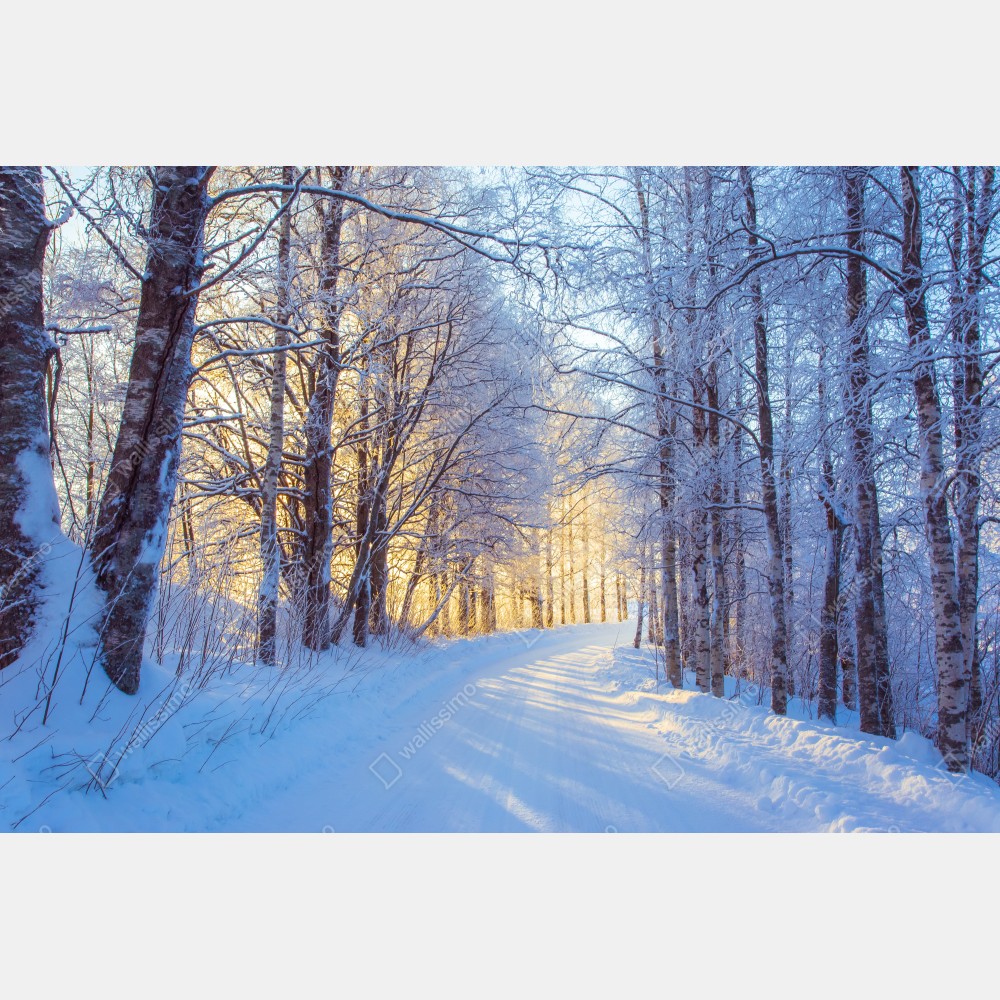 Tischaufkleber und Schreibtischaufkleber birkenwald im winter bei sonnenaufgang – Wallnifity® Tischaufkleber und Schreibtischaufkleber birkenwald im winter bei sonnenaufgang – Wallnifity®
