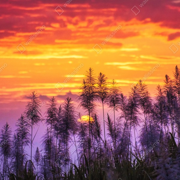 Tischaufkleber und Schreibtischaufkleber goldener sonnenuntergang über wildgräsern – Wallnifity® Tischaufkleber und Schreibtischaufkleber goldener sonnenuntergang über wildgräsern – Wallnifity®