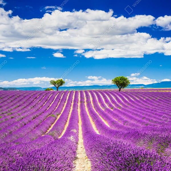 Tischaufkleber und Schreibtischaufkleber lavendelfelder in Provence – Wallnifity® Tischaufkleber und Schreibtischaufkleber lavendelfelder in Provence – Wallnifity®
