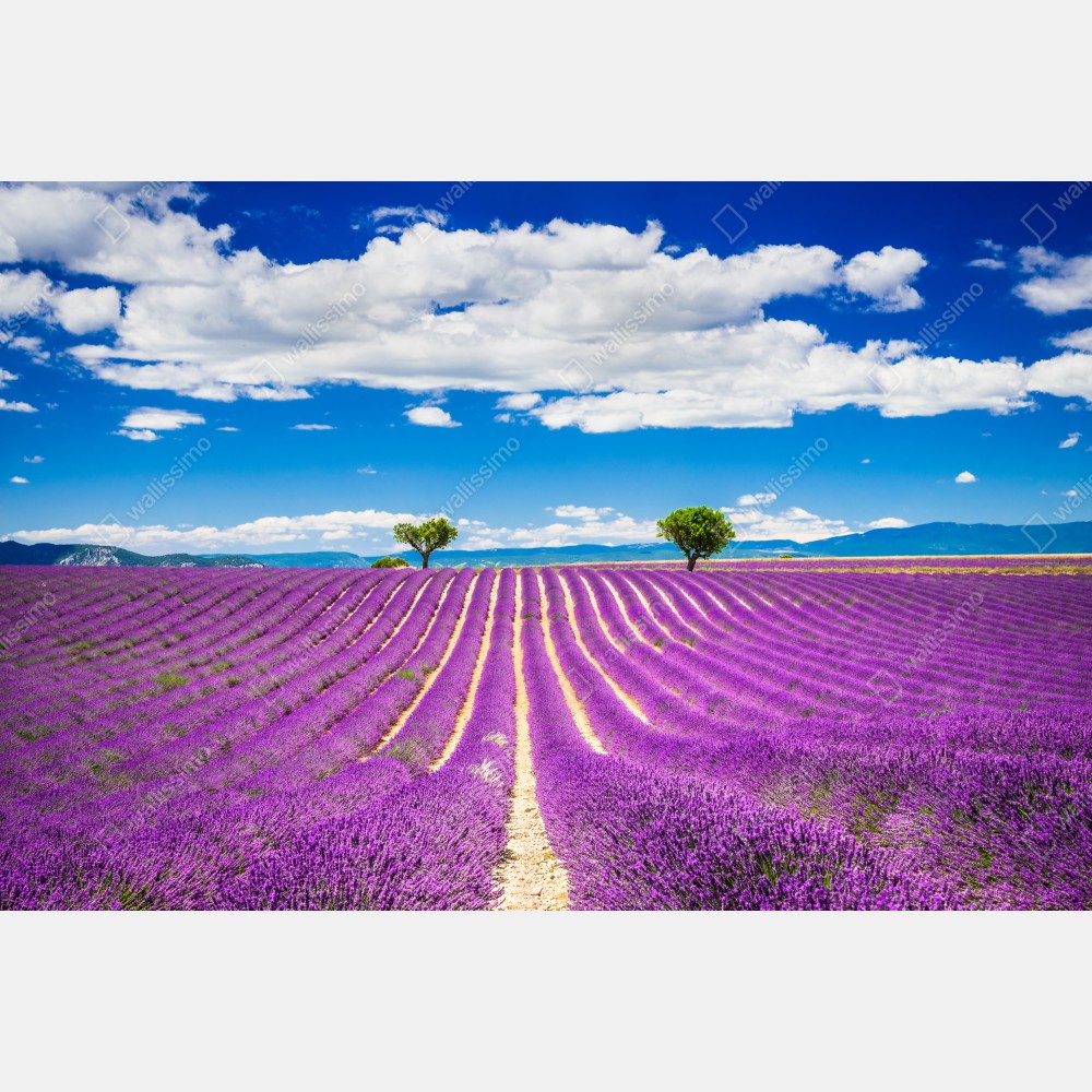 Tischaufkleber und Schreibtischaufkleber lavendelfelder in Provence – Wallnifity® Tischaufkleber und Schreibtischaufkleber lavendelfelder in Provence – Wallnifity®