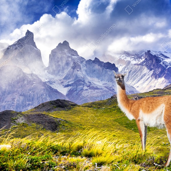 Tischaufkleber und Schreibtischaufkleber Torres del Paine Patagonia landschaft mit guanako – Wallnifity® Tischaufkleber und Schreibtischaufkleber Torres del Paine Patagonia landschaft mit guanako – Wallnifity®