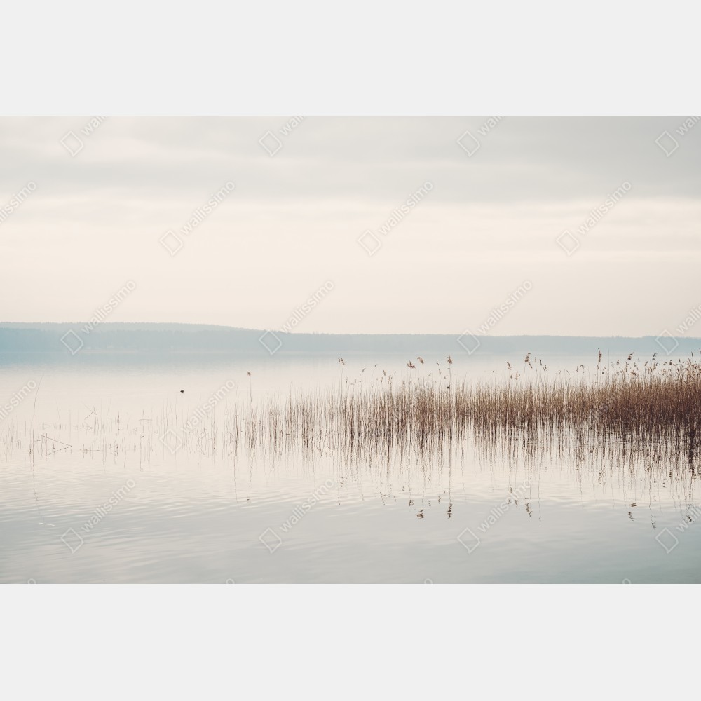Tischaufkleber und Schreibtischaufkleber ruhige schilfzone am see – Wallnifity® Tischaufkleber und Schreibtischaufkleber ruhige schilfzone am see – Wallnifity®