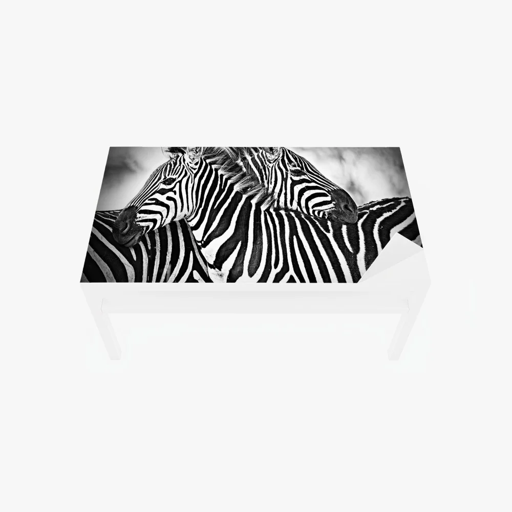Tischaufkleber und Schreibtischaufkleber intimes zebra-porträt in schwarzweiß – Wallnifity®