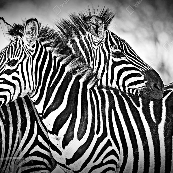 Tischaufkleber und Schreibtischaufkleber intimes zebra-porträt in schwarzweiß – Wallnifity® Tischaufkleber und Schreibtischaufkleber intimes zebra-porträt in schwarzweiß – Wallnifity®