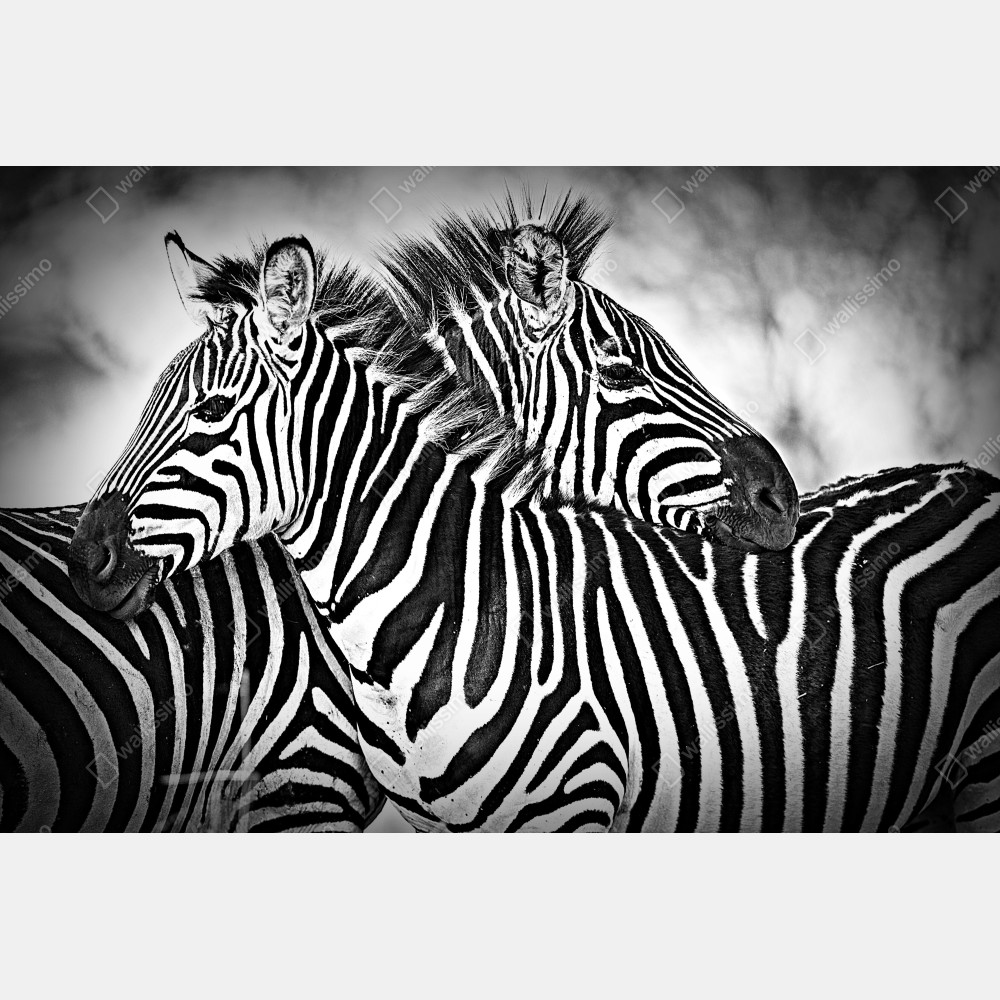 Tischaufkleber und Schreibtischaufkleber intimes zebra-porträt in schwarzweiß – Wallnifity® Tischaufkleber und Schreibtischaufkleber intimes zebra-porträt in schwarzweiß – Wallnifity®