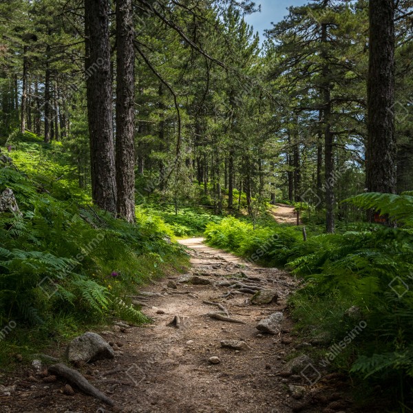 Tischaufkleber und Schreibtischaufkleber ruhiger waldpfad durch üppiges grün – Wallnifity® Tischaufkleber und Schreibtischaufkleber ruhiger waldpfad durch üppiges grün – Wallnifity®