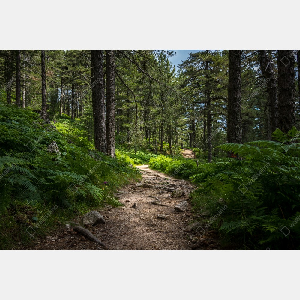 Tischaufkleber und Schreibtischaufkleber ruhiger waldpfad durch üppiges grün – Wallnifity® Tischaufkleber und Schreibtischaufkleber ruhiger waldpfad durch üppiges grün – Wallnifity®