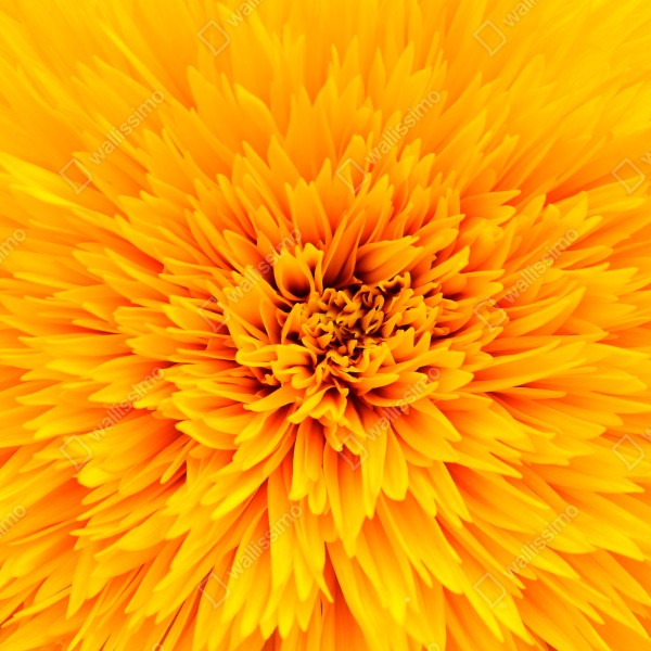 Tischaufkleber und Schreibtischaufkleber strahlende sonnenblume nahaufnahme – Wallnifity® Tischaufkleber und Schreibtischaufkleber strahlende sonnenblume nahaufnahme – Wallnifity®