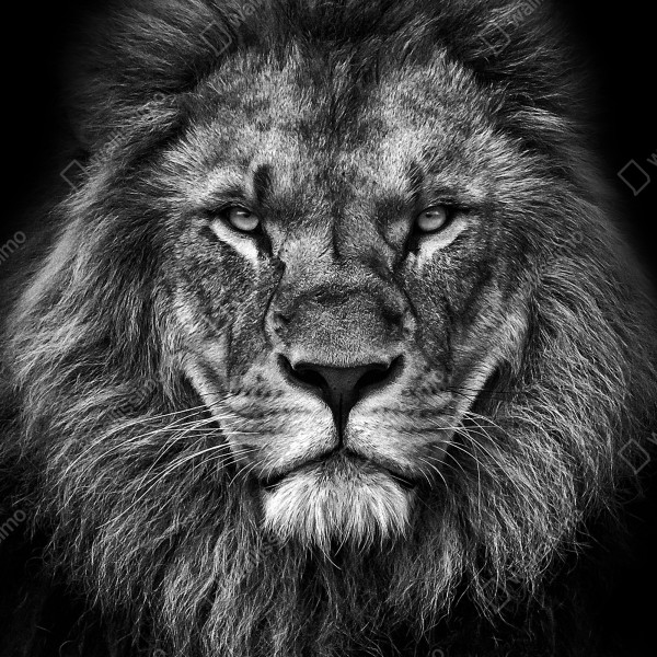 Tischaufkleber und Schreibtischaufkleber majestätisches löwenportrait in monochrom – Wallnifity® Tischaufkleber und Schreibtischaufkleber majestätisches löwenportrait in monochrom – Wallnifity®