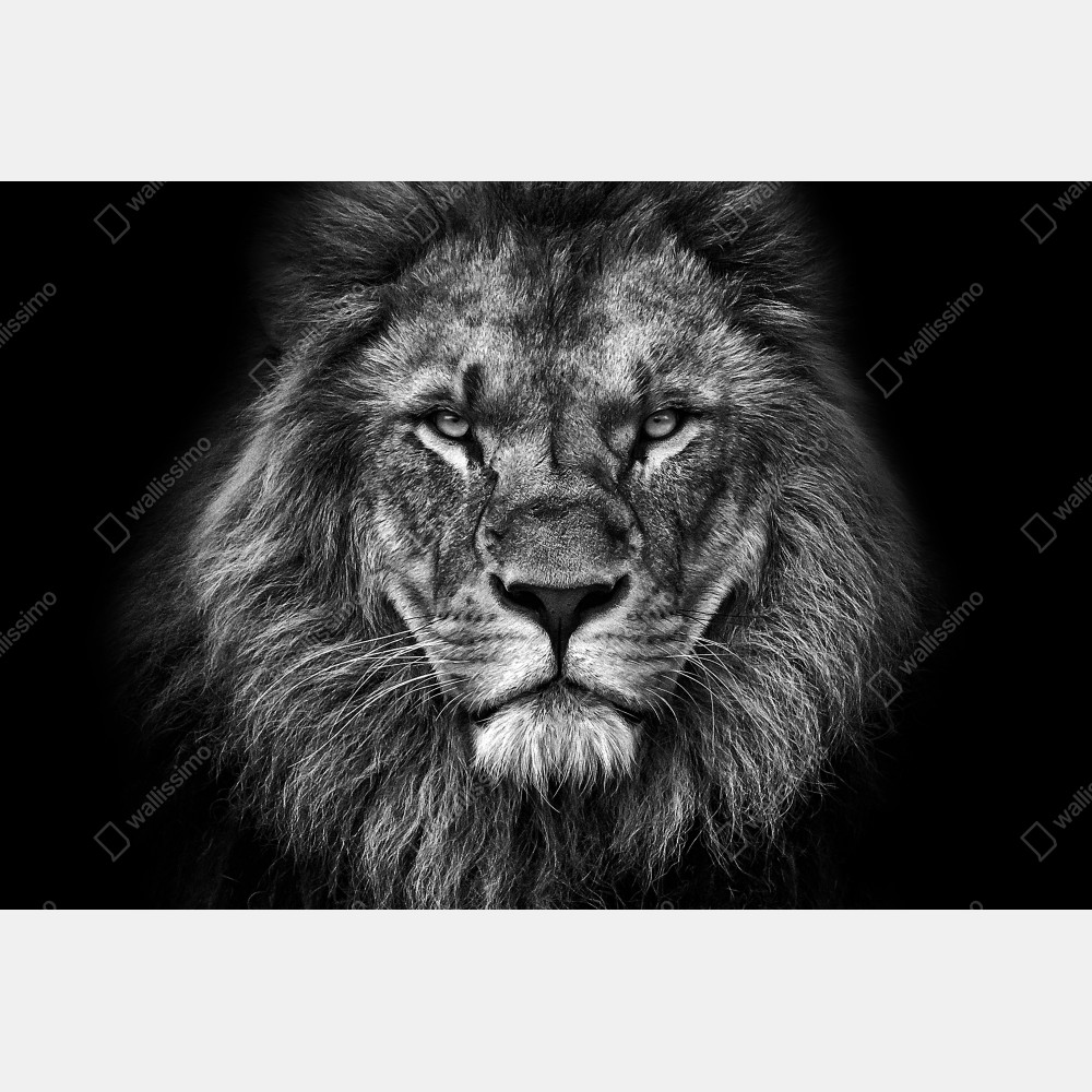 Tischaufkleber und Schreibtischaufkleber majestätisches löwenportrait in monochrom – Wallnifity® Tischaufkleber und Schreibtischaufkleber majestätisches löwenportrait in monochrom – Wallnifity®