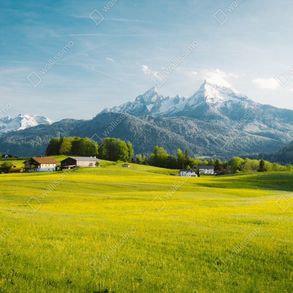Tischaufkleber und Schreibtischaufkleber alpwiese unter schneebedeckten gipfeln – Wallnifity® Tischaufkleber und Schreibtischaufkleber alpwiese unter schneebedeckten gipfeln – Wallnifity®