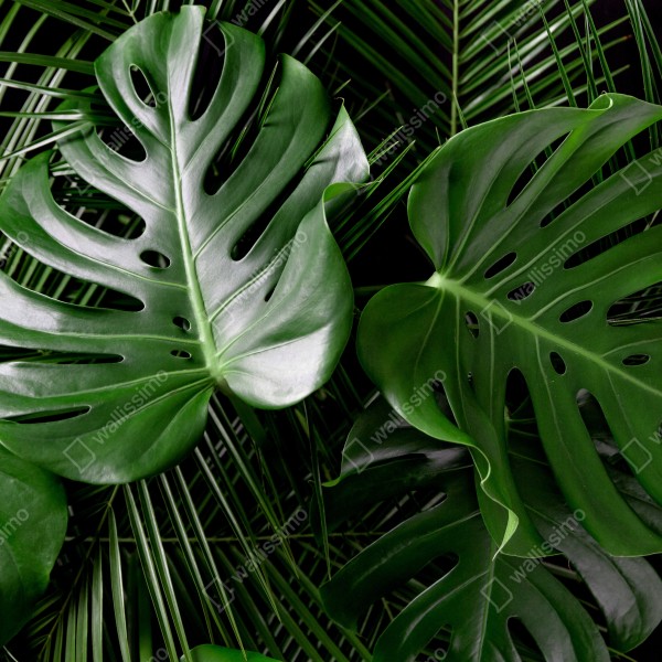 Tischaufkleber und Schreibtischaufkleber üppige monstera-blätter – Wallnifity® Tischaufkleber und Schreibtischaufkleber üppige monstera-blätter – Wallnifity®