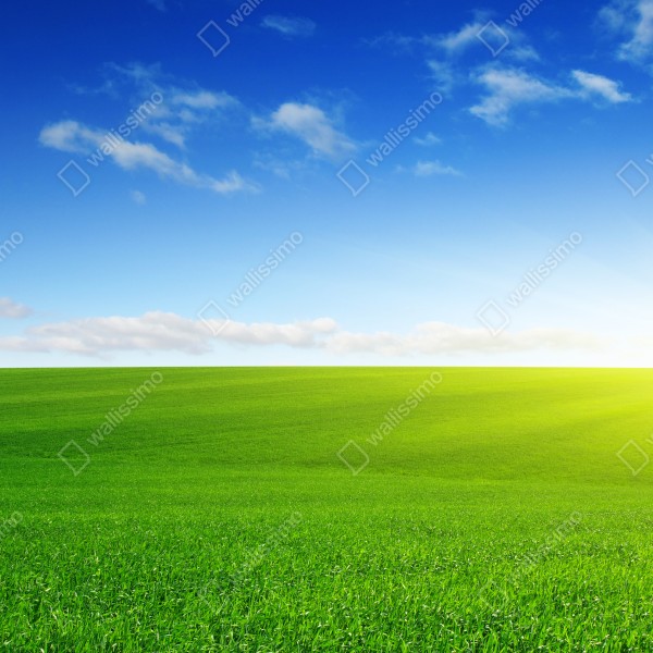 Tischaufkleber und Schreibtischaufkleber sonnenbeschienene grüne wiese im morgenlicht – Wallnifity® Tischaufkleber und Schreibtischaufkleber sonnenbeschienene grüne wiese im morgenlicht – Wallnifity®