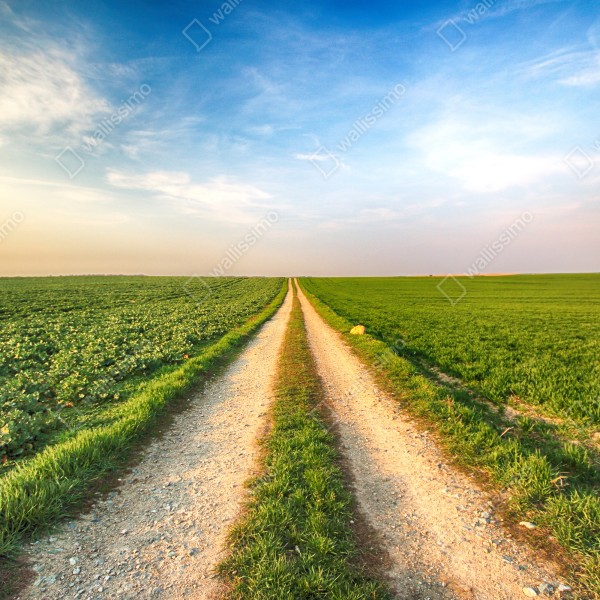 Tischaufkleber und Schreibtischaufkleber feldweg durch grüne felder – Wallnifity® Tischaufkleber und Schreibtischaufkleber feldweg durch grüne felder – Wallnifity®