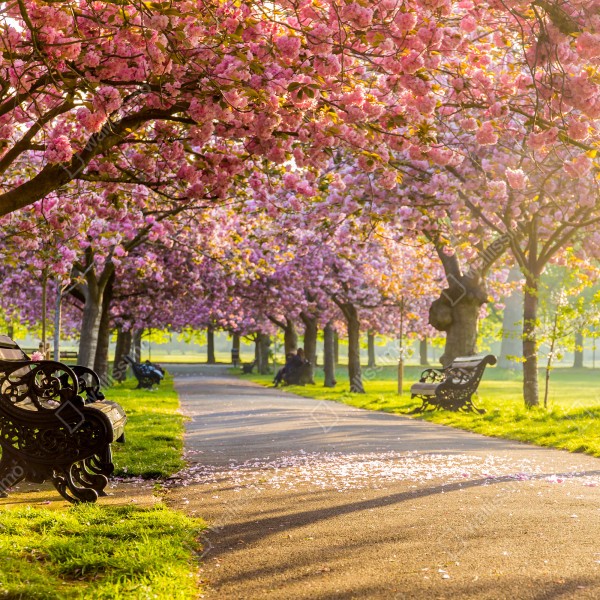 Tischaufkleber und Schreibtischaufkleber kirschblütenallee im frühling – Wallnifity® Tischaufkleber und Schreibtischaufkleber kirschblütenallee im frühling – Wallnifity®