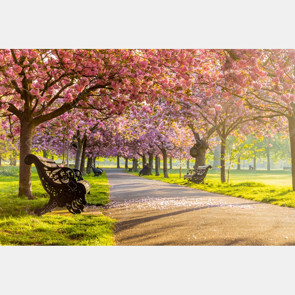 Tischaufkleber und Schreibtischaufkleber kirschblütenallee im frühling – Wallnifity® Tischaufkleber und Schreibtischaufkleber kirschblütenallee im frühling – Wallnifity®