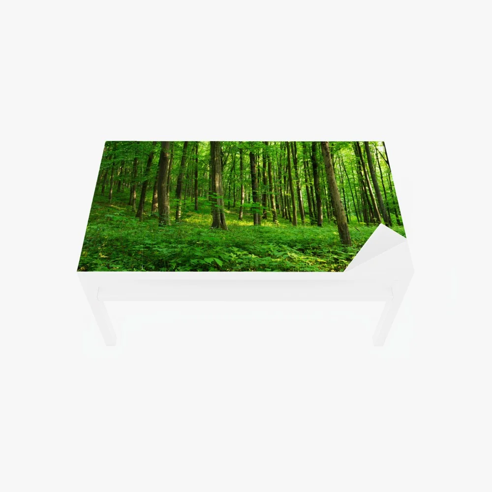 Tischaufkleber und Schreibtischaufkleber sonniger grüner wald im frühling – Wallnifity® Tischaufkleber und Schreibtischaufkleber sonniger grüner wald im frühling – Wallnifity®