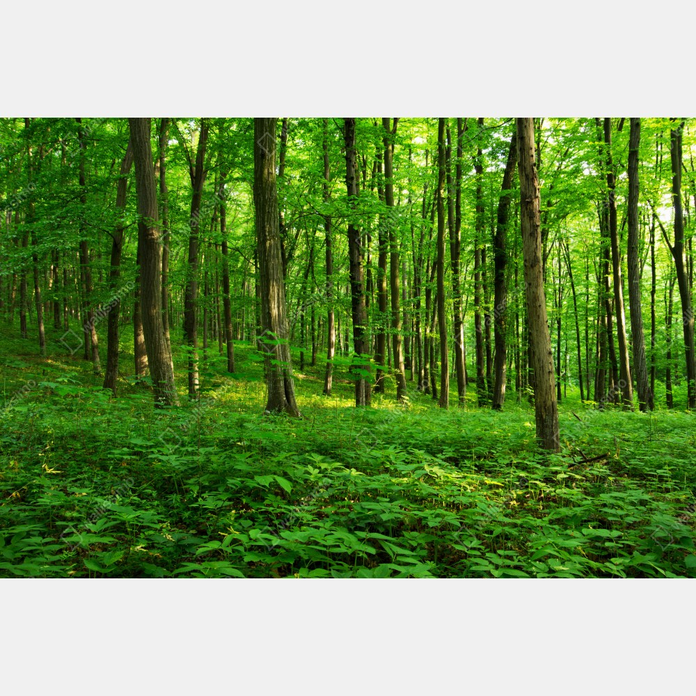 Tischaufkleber und Schreibtischaufkleber sonniger grüner wald im frühling – Wallnifity® Tischaufkleber und Schreibtischaufkleber sonniger grüner wald im frühling – Wallnifity®