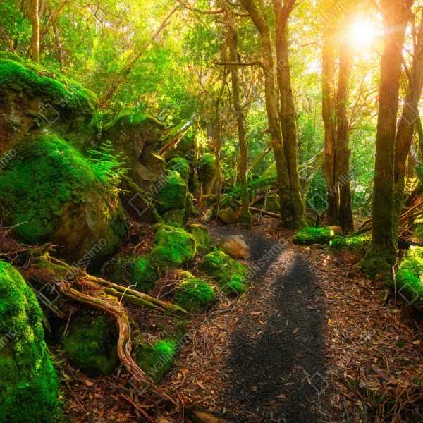 Tischaufkleber und Schreibtischaufkleber sonniger pfad im regenwald der Tasman-Halbinsel, Tasmanien – Wallnifity® Tischaufkleber und Schreibtischaufkleber sonniger pfad im regenwald der Tasman-Halbinsel, Tasmanien – Wallnifity®