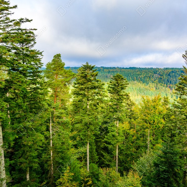 Tischaufkleber und Schreibtischaufkleber Schwarzwald herbstliche waldlandschaft – Wallnifity® Tischaufkleber und Schreibtischaufkleber Schwarzwald herbstliche waldlandschaft – Wallnifity®