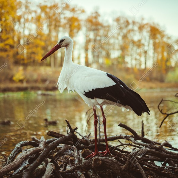 Tischaufkleber und Schreibtischaufkleber weißer storch am herbstlichen see – Wallnifity® Tischaufkleber und Schreibtischaufkleber weißer storch am herbstlichen see – Wallnifity®