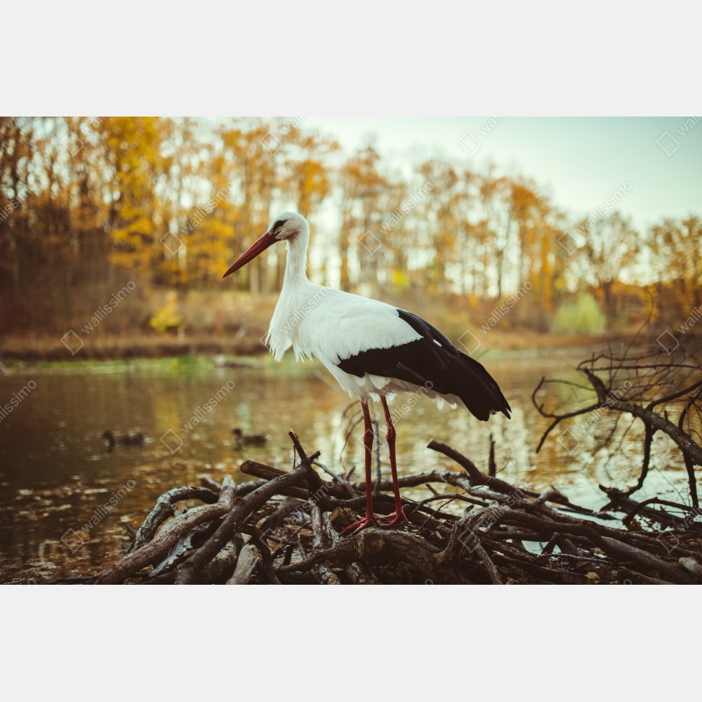 Tischaufkleber und Schreibtischaufkleber weißer storch am herbstlichen see – Wallnifity® Tischaufkleber und Schreibtischaufkleber weißer storch am herbstlichen see – Wallnifity®