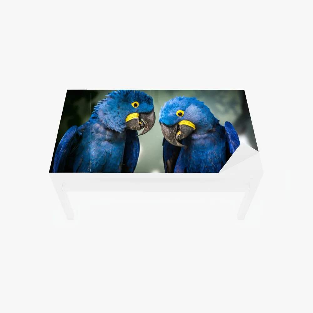 Tischaufkleber und Schreibtischaufkleber paar blauer aras - nahaufnahme – Wallnifity® Tischaufkleber und Schreibtischaufkleber paar blauer aras - nahaufnahme – Wallnifity®