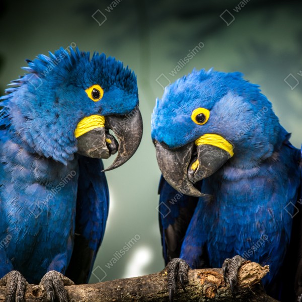 Tischaufkleber und Schreibtischaufkleber paar blauer aras - nahaufnahme – Wallnifity® Tischaufkleber und Schreibtischaufkleber paar blauer aras - nahaufnahme – Wallnifity®