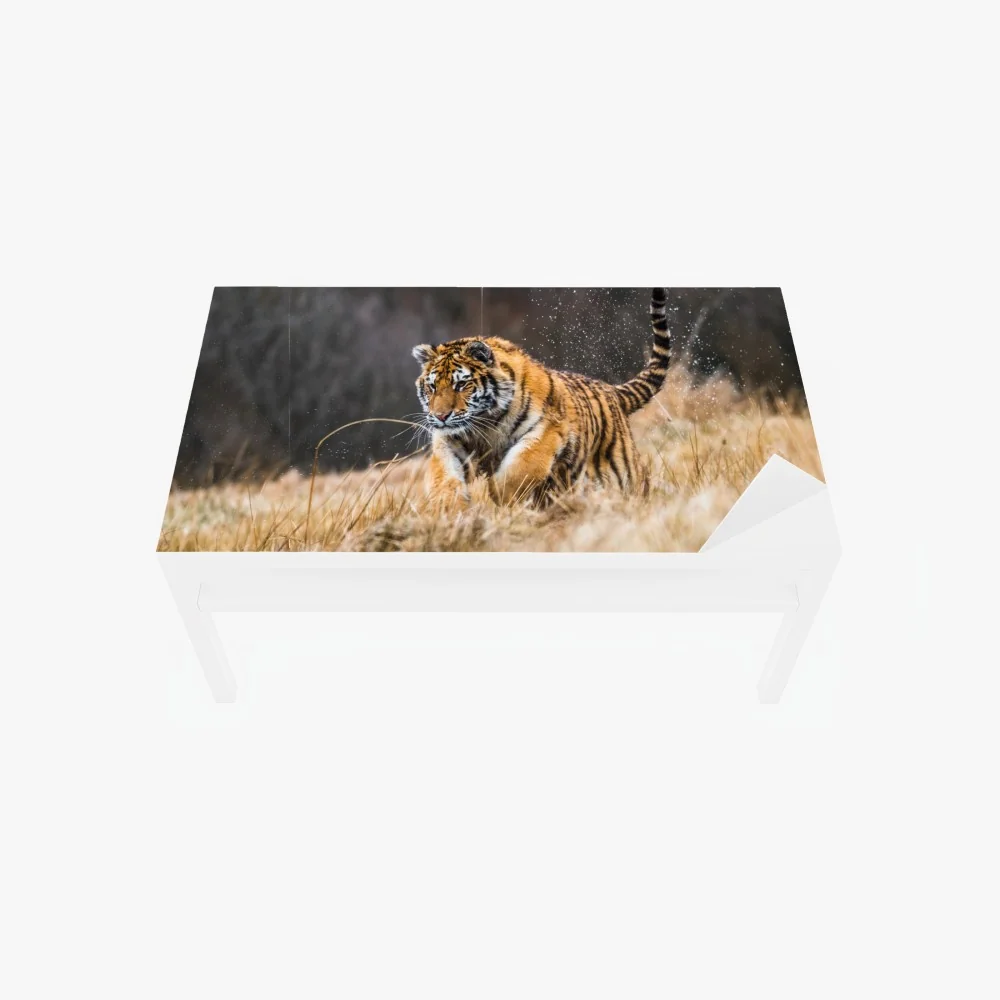 Tischaufkleber und Schreibtischaufkleber sibirischer tiger in bewegung – Wallnifity® Tischaufkleber und Schreibtischaufkleber sibirischer tiger in bewegung – Wallnifity®