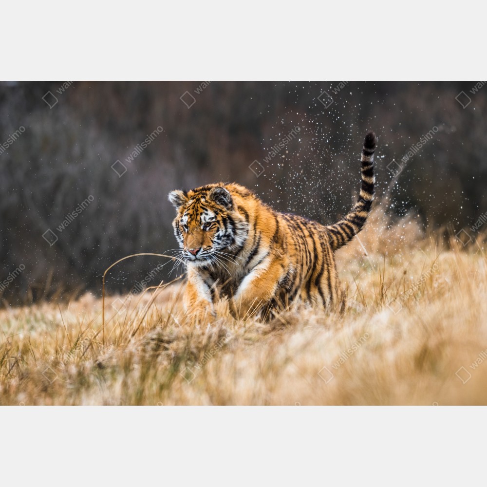 Tischaufkleber und Schreibtischaufkleber sibirischer tiger in bewegung – Wallnifity® Tischaufkleber und Schreibtischaufkleber sibirischer tiger in bewegung – Wallnifity®