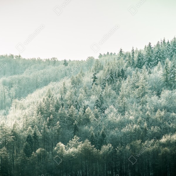 Tischaufkleber und Schreibtischaufkleber nebliger reifbedeckter wald – Wallnifity® Tischaufkleber und Schreibtischaufkleber nebliger reifbedeckter wald – Wallnifity®