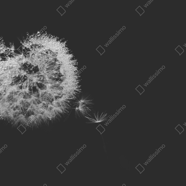 Tischaufkleber und Schreibtischaufkleber zarter löwenzahn in monochrom – Wallnifity® Tischaufkleber und Schreibtischaufkleber zarter löwenzahn in monochrom – Wallnifity®