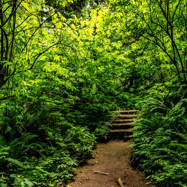 Tischaufkleber und Schreibtischaufkleber üppiger waldpfad – Wallnifity® Tischaufkleber und Schreibtischaufkleber üppiger waldpfad – Wallnifity®