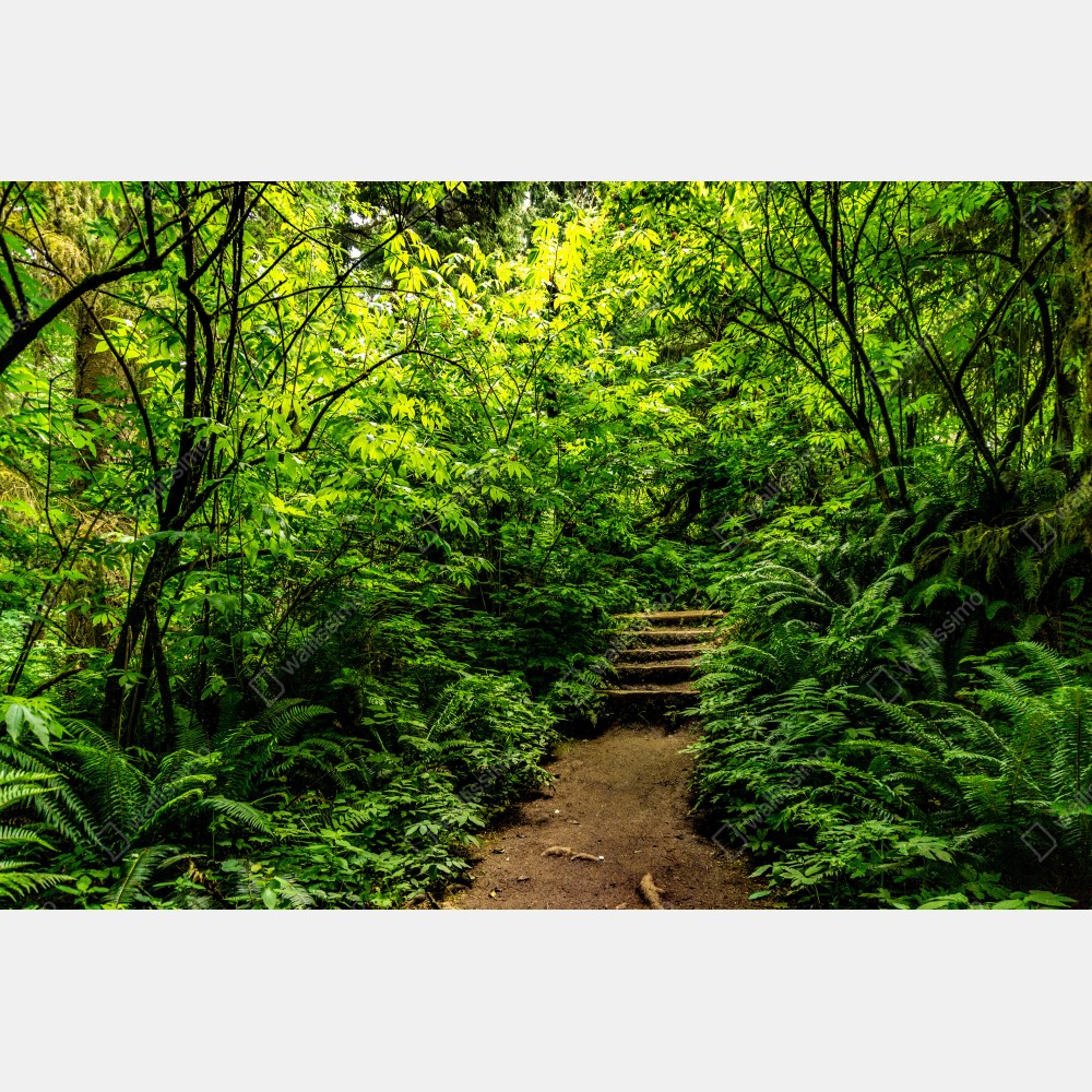 Tischaufkleber und Schreibtischaufkleber üppiger waldpfad – Wallnifity® Tischaufkleber und Schreibtischaufkleber üppiger waldpfad – Wallnifity®